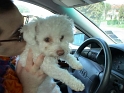 Lucky in car